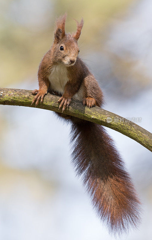 欧亚红松鼠(Sciurus vulgaris)